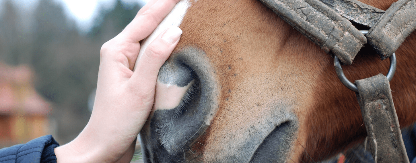 rhinopneumonie-bij-paarden