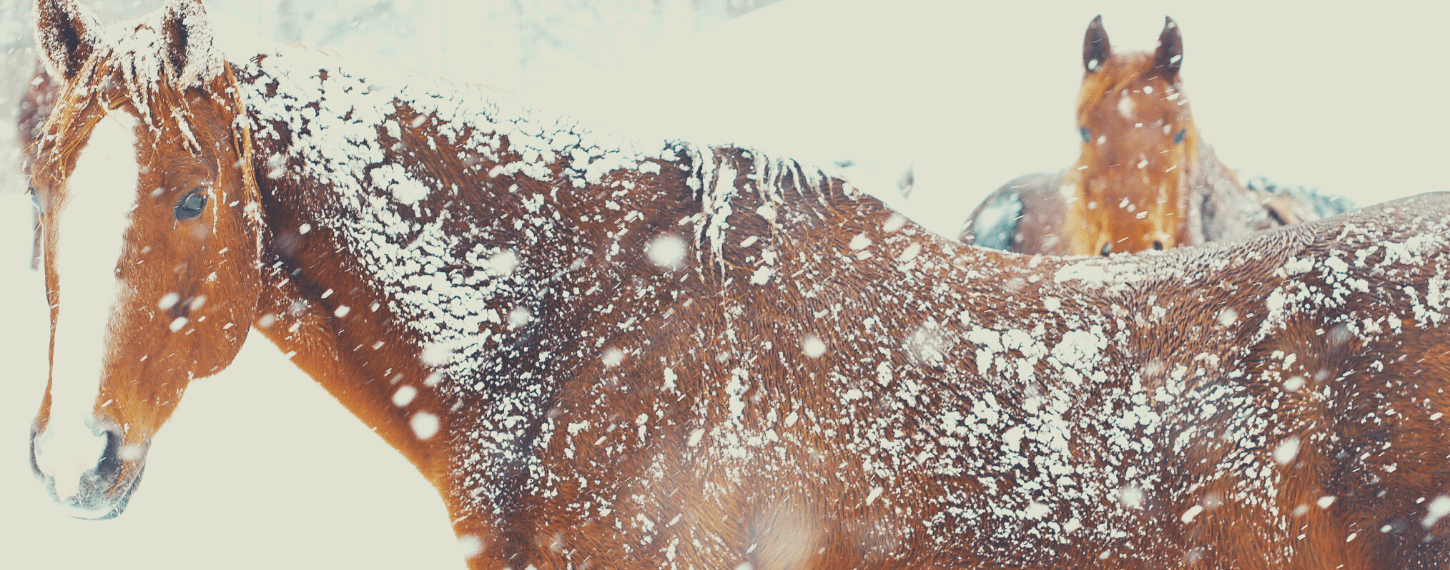 Wintervacht van paarden