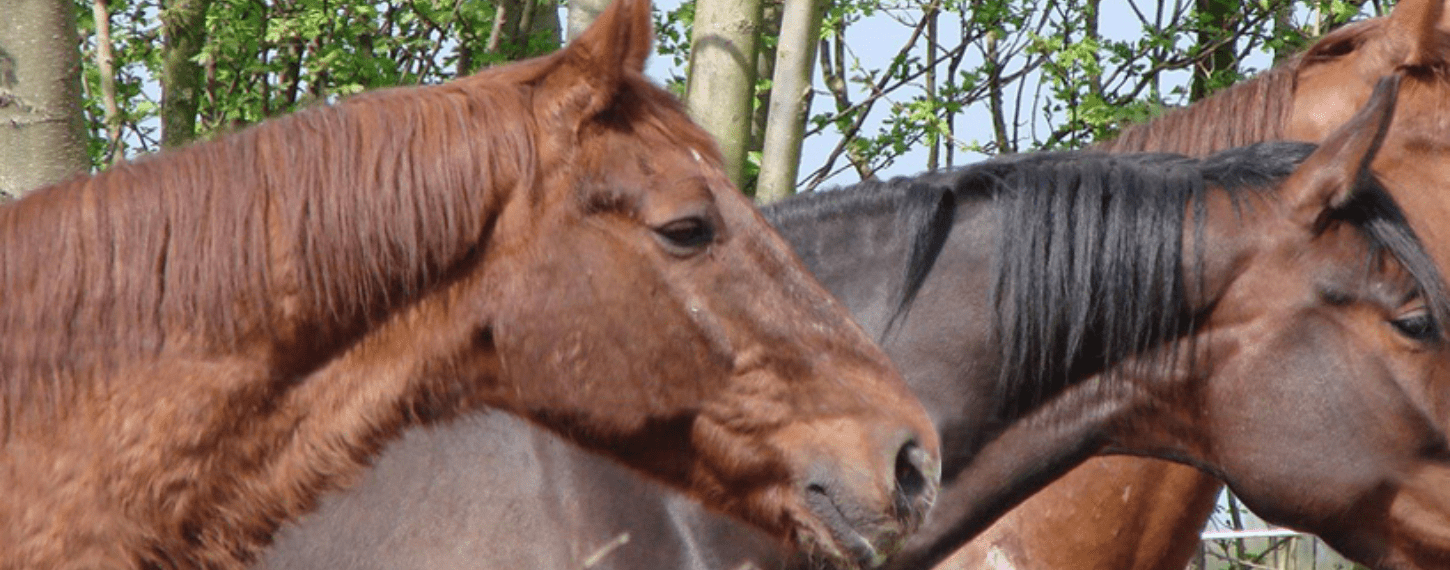 PPID (Cushing) bij paarden