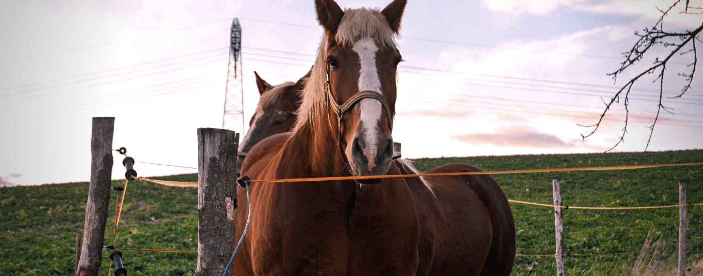levend Ordelijk Sportman PPID | Cushing bij paarden | De Paardendrogist