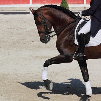Doping en kruiden in de paardensport