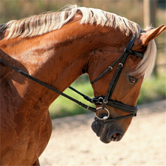 Headshaking bij paarden