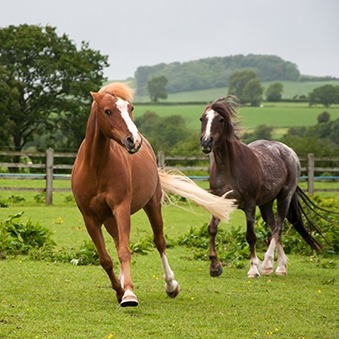 Stress en hormonen bij paarden