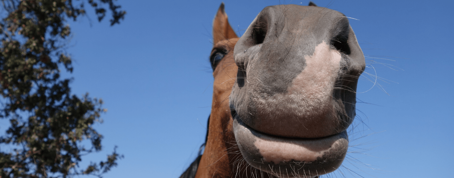 Je paard beschermen tegen zonnebrand