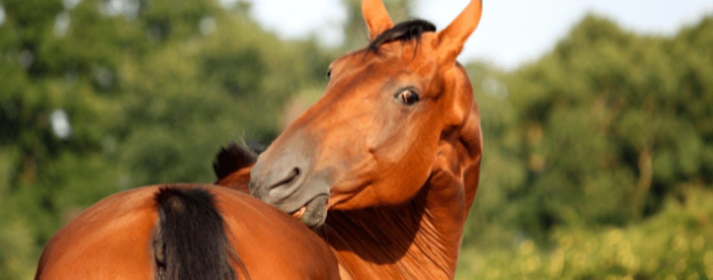 Paard met staart en manen eczeem