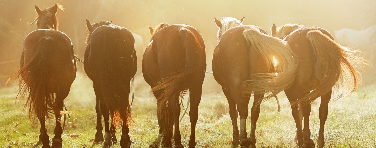 Ambtenaren elegant vrijheid Gastblog van PUUR: Op tijd behandelen De Paardendrogist