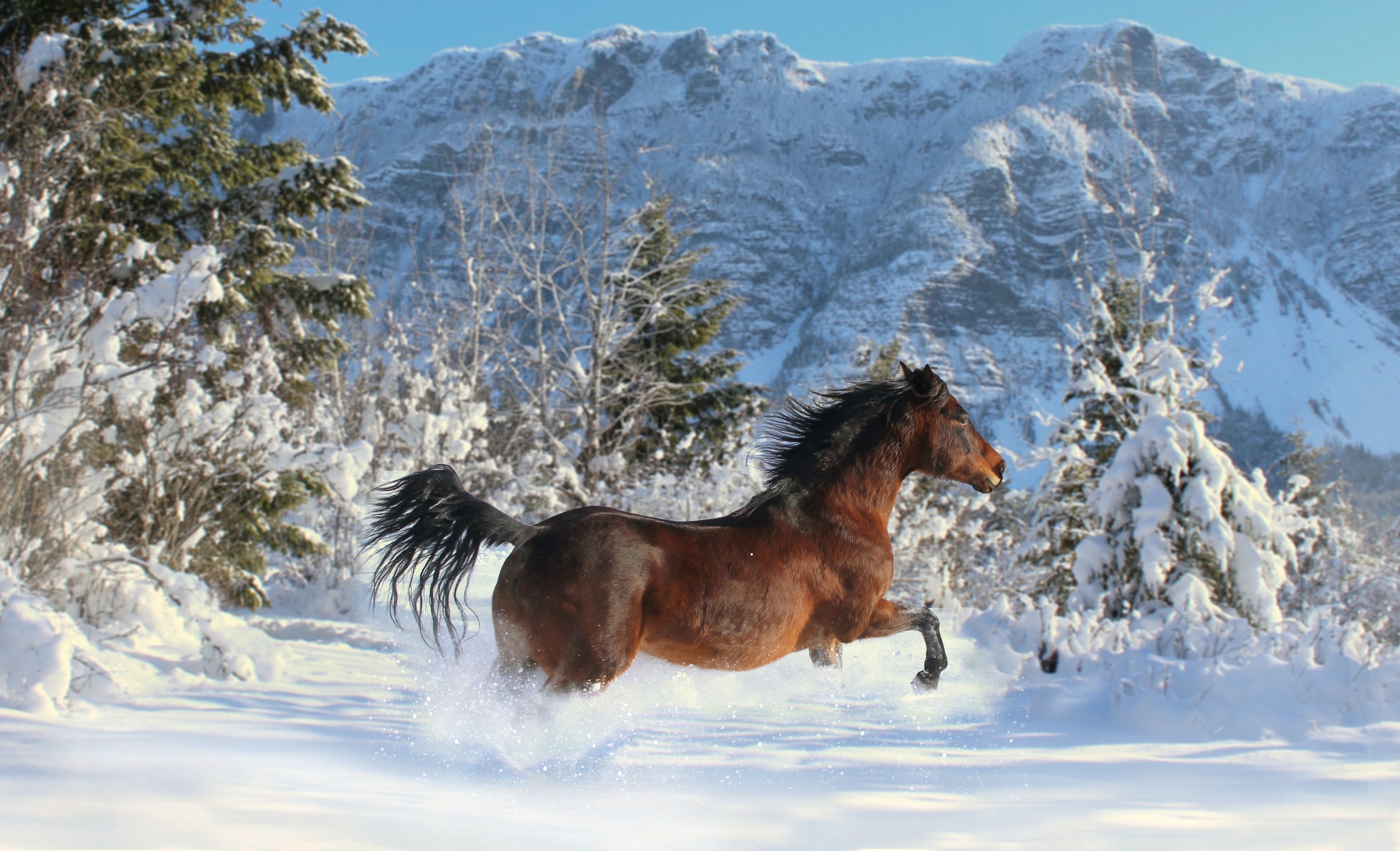 Bruin paard dat in de sneeuw loopt