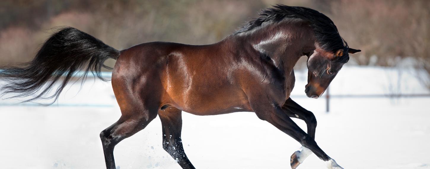 gezond paard in de sneeuw