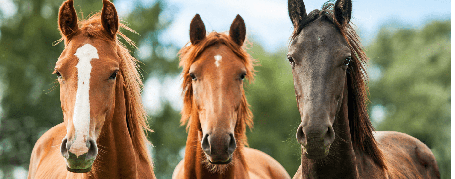 gezond je jonge paard laten opgroeien